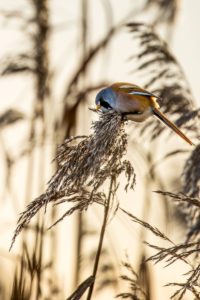 2021-12-11-Oostvaardersplassen-215-bewerkt-bewerkt-bewerkt-2
