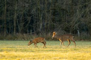 2022-03-10-Den Treek-149