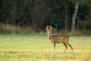 2022-03-10-Den Treek-167-bewerkt-2-bewerkt
