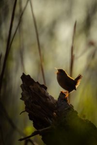 2022-04-16-Westbroek-006