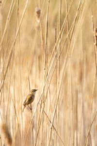 2022-04-16-Westbroek-057