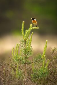 2022-05-27-Den Treek-022-bewerkt-bewerkt