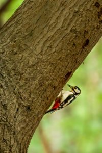 2022-05-27-Den Treek-038-bewerkt-bewerkt