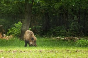 2022-05-28-Elspeet-032-bewerkt