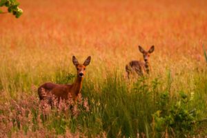 2022-06-03-Den Treek-065-bewerkt-bewerkt