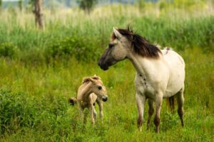 2022-06-25-Oostvaardersplassen-088