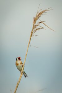 2022-06-25-Oostvaardersplassen-094