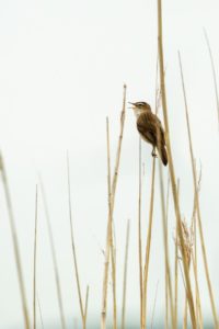 2022-06-25-Oostvaardersplassen-117-bewerkt