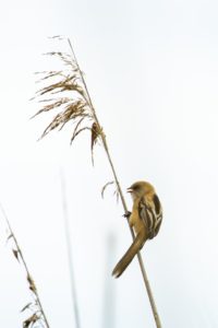 2022-06-25-Oostvaardersplassen-207-bewerkt