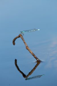 2022-08-13-Den Treek-092