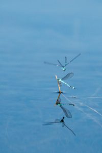 2022-08-13-Den Treek-261