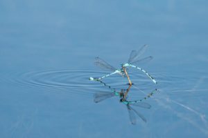 2022-08-13-Den Treek-309