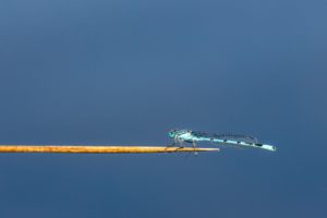 2022-08-13-Den Treek-402