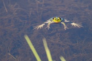 2022-08-13-Den Treek-541