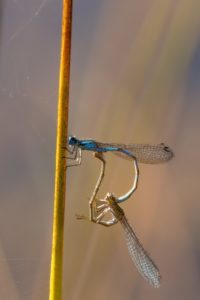 2022-08-13-Den Treek-695