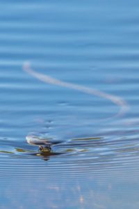 2022-08-13-Den Treek-784